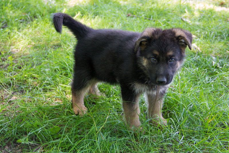 puppy