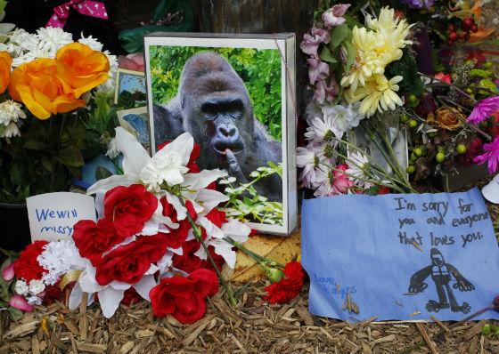 tributes-harambe-gorilla