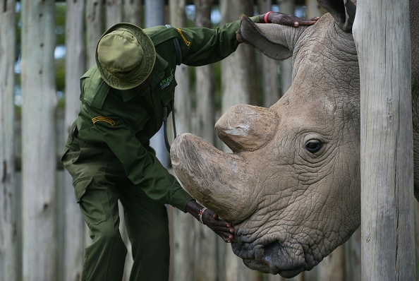 A caregiver calms Sudan, the last known male of the northern white rhinoceros subspecies, on December 5, 2016, at the Ol Pejeta conservancy in Laikipia County -- at the foot of Mount Kenya -- that is home to the planet's last-three northern white rhinoceros. According to the International Union for Conservation of Nature (IUCN), at the African Black market, rhino horn sells for up to 60,000 USD (57,000 euros) per kilogram -- more than gold or cocaine -- and in the last eight years alone roughly a quarter of the world population has been killed in South Africa, home to 80 percent of the remaining animals.