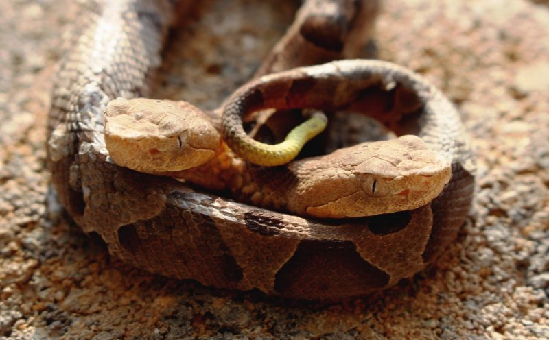 Two-headed copperhead snake found in Virginia