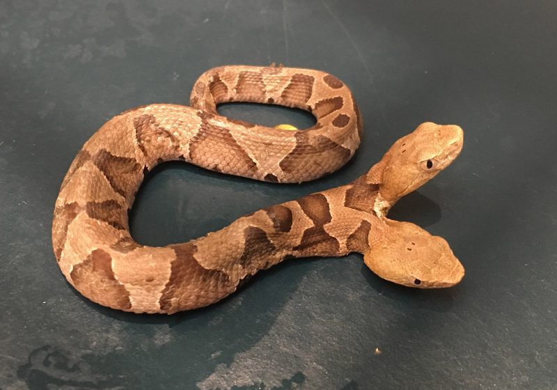 Two-headed copperhead snake found in Virginia