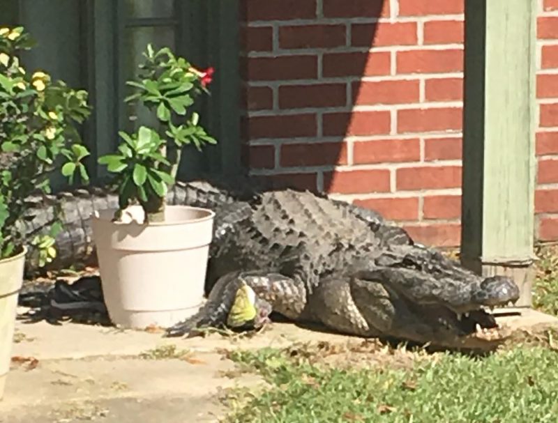 Crocodile outside Louisiana home