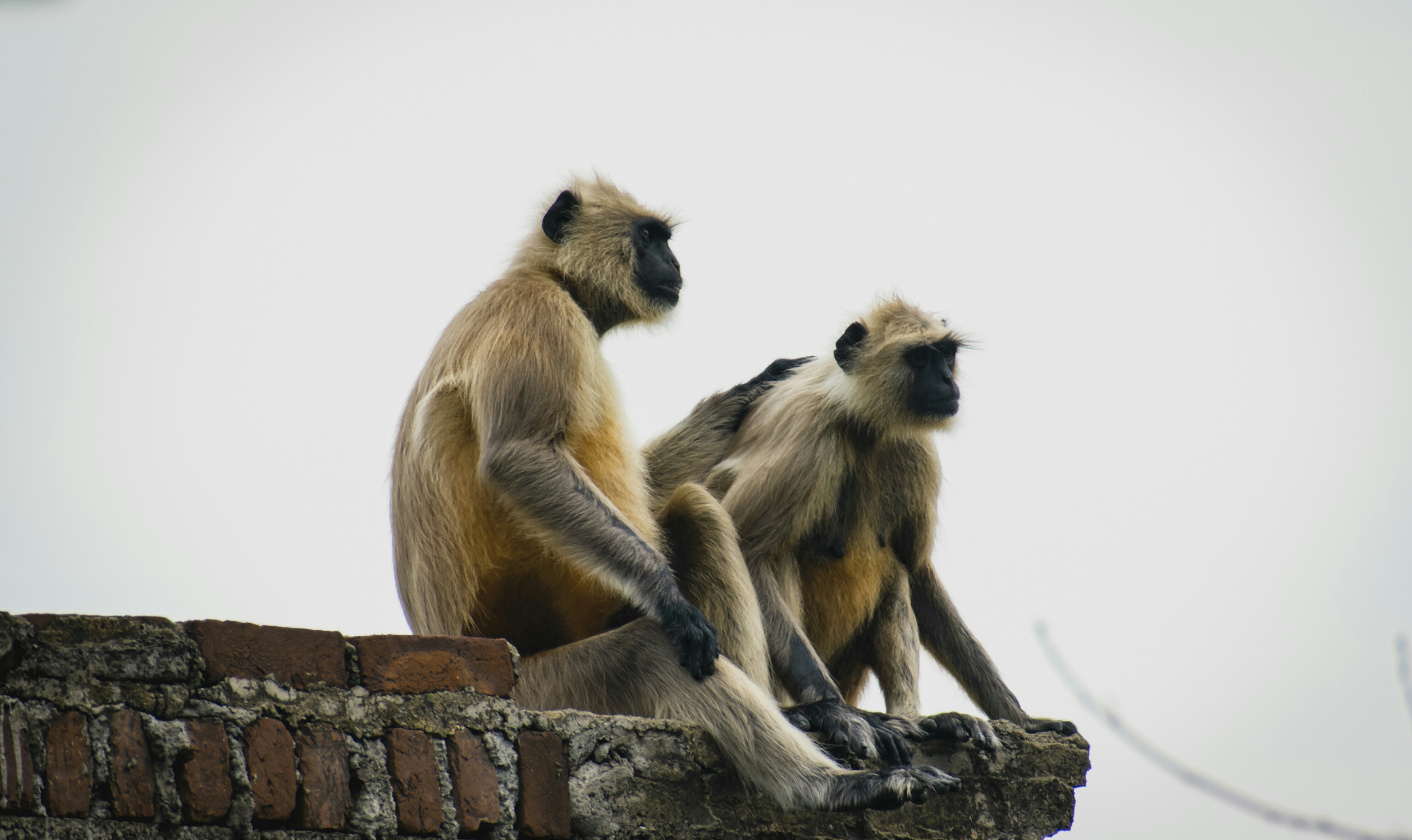 Monkey family