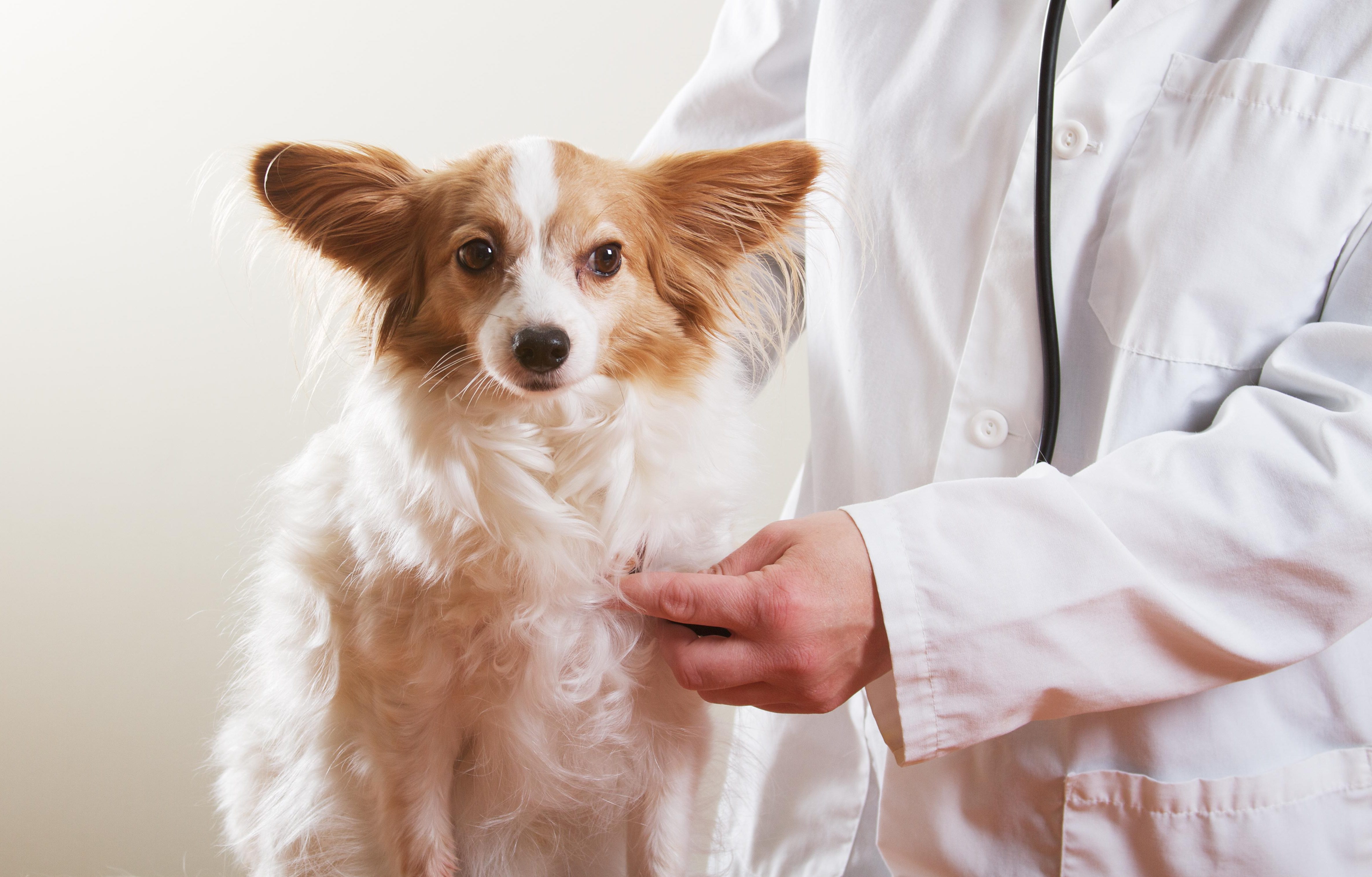 Clip Of Teen Putting Dog In Clothes Dryer Sparks Twitter-Wide Outrage