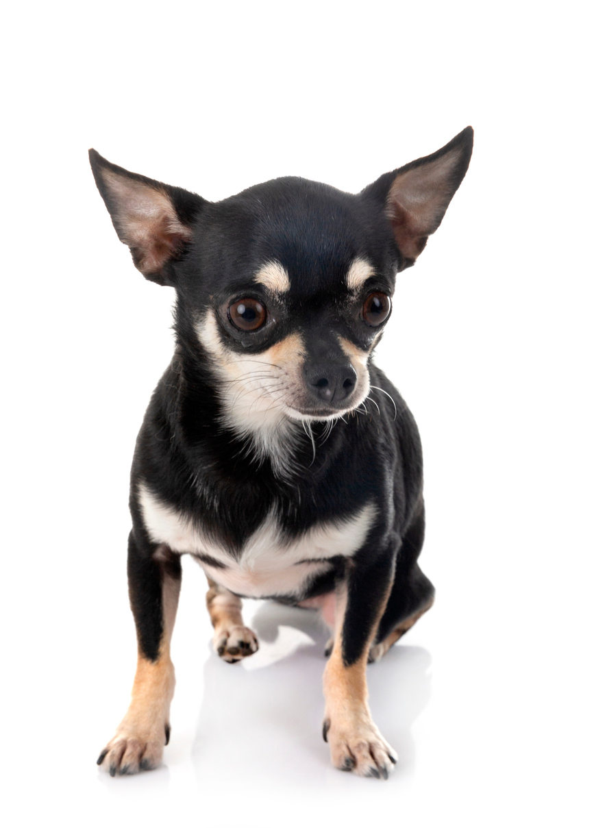 Close-Up Of Black Dog Over White Background