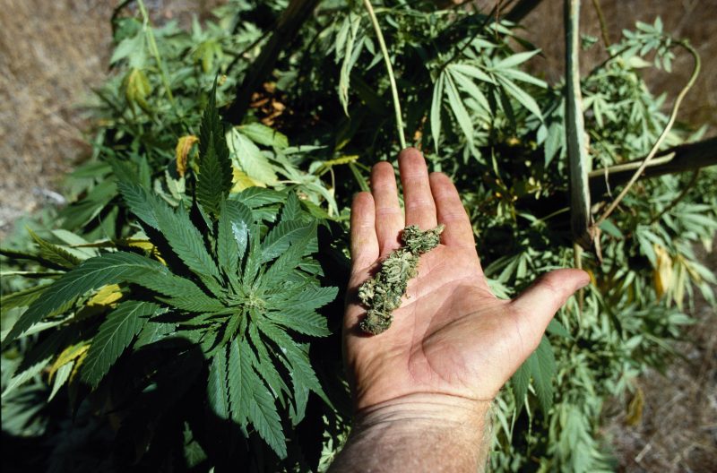 Marijuana Plants and Buds