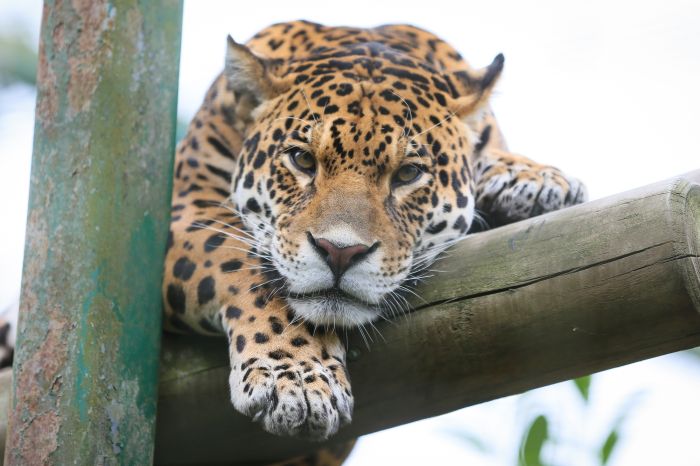 Jaguar
