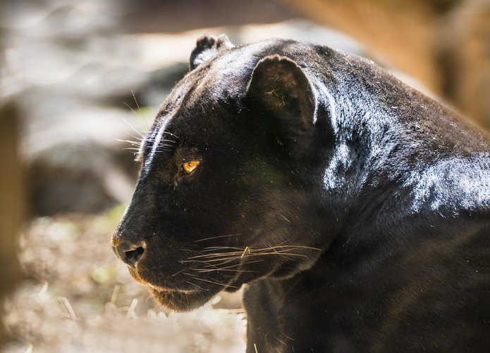 Jaguar (Panthera onca), Black Panther, animal portrait, adult, captive, occurrence South America
