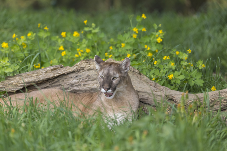 Mom Pries Son From The Jaws Of A Cougar