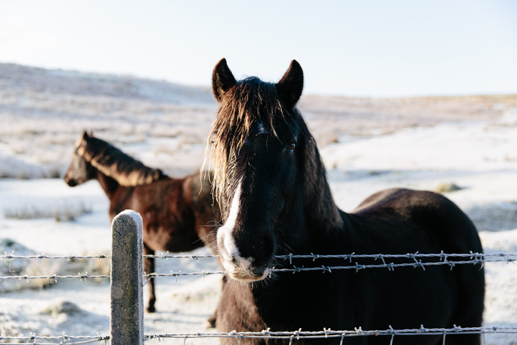 Two horses in winter