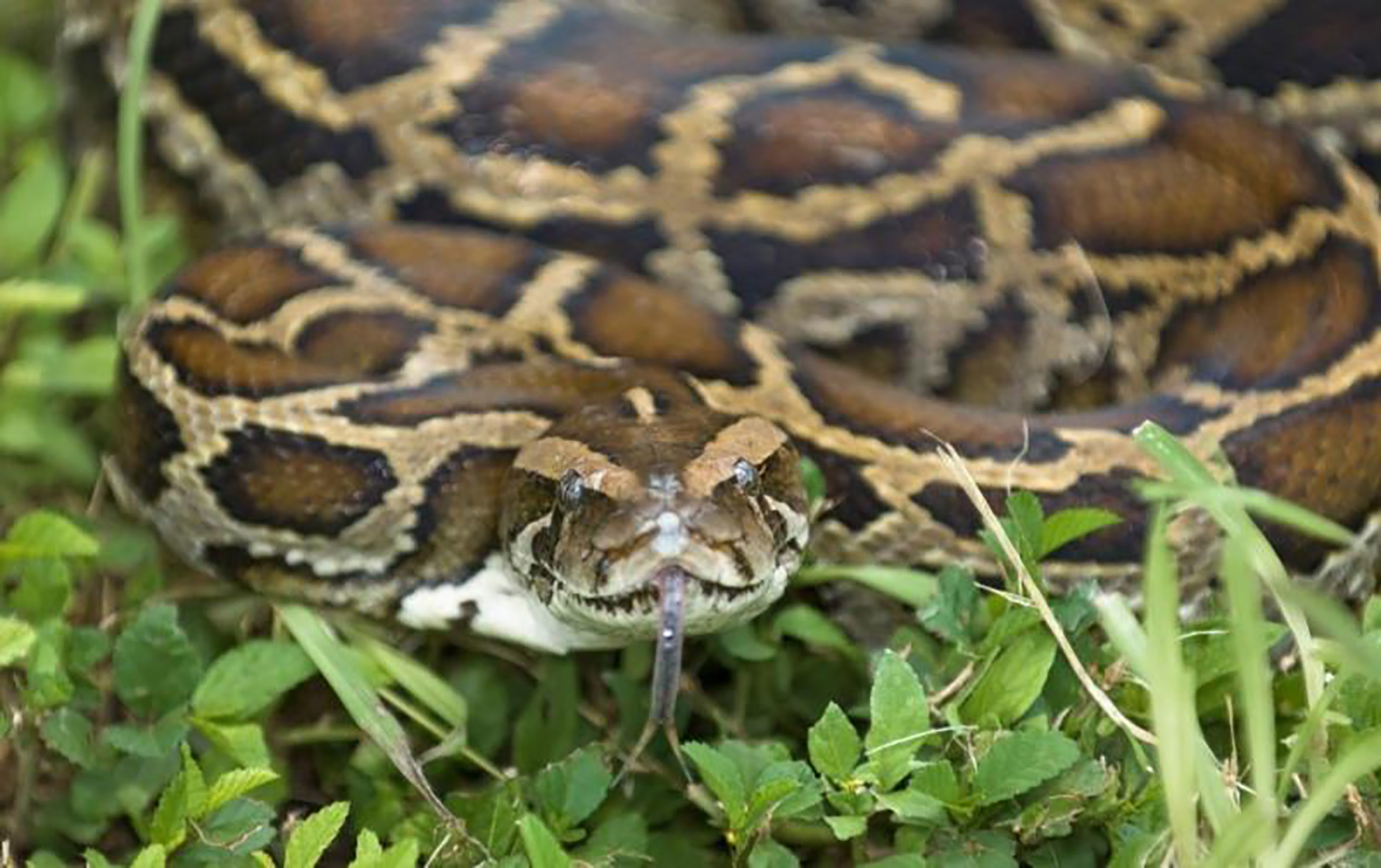Florida Man Gets Bit By 4-Foot Python He Found In Toilet