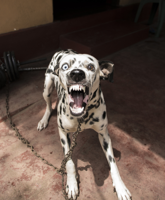 Angry dog