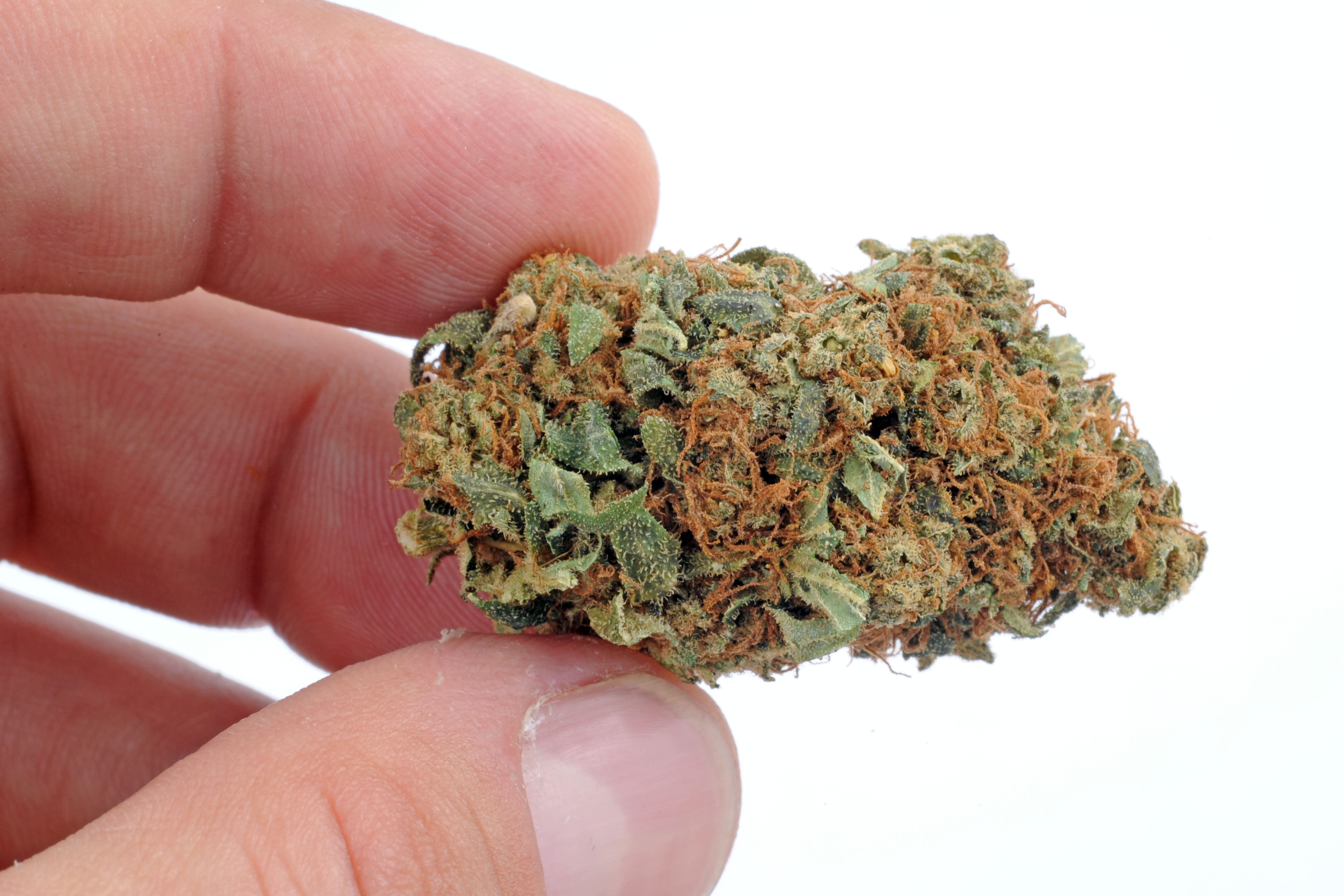 marijuana cannabis