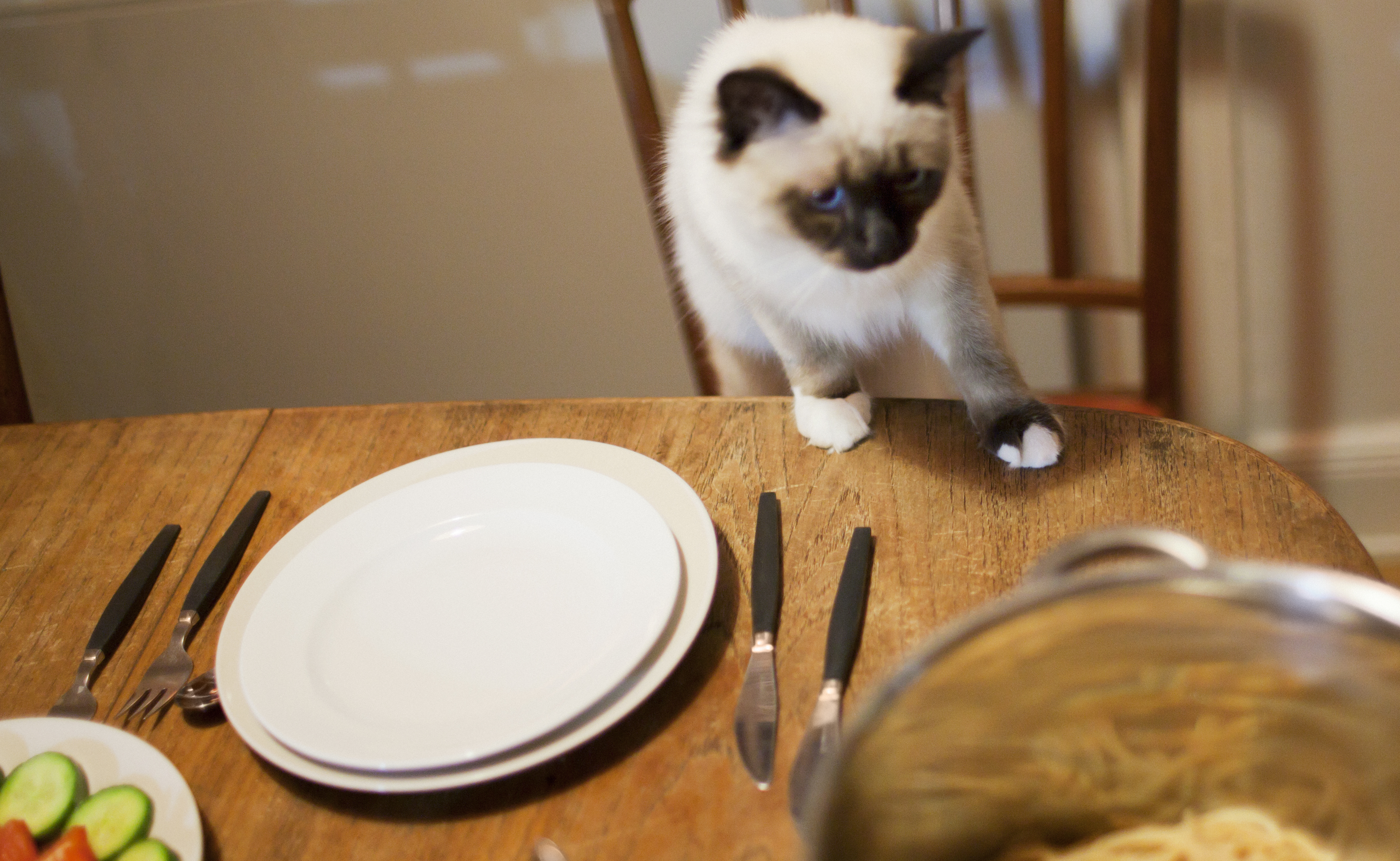 Siamese cat on table - stock photo
