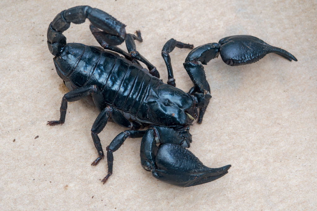 Blue Asian Forest Scorpion (Heterometrus spinifer)