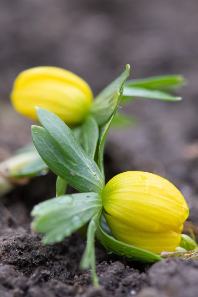 Winter in Saxony - Winterlinge