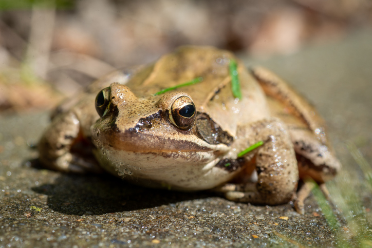 frog