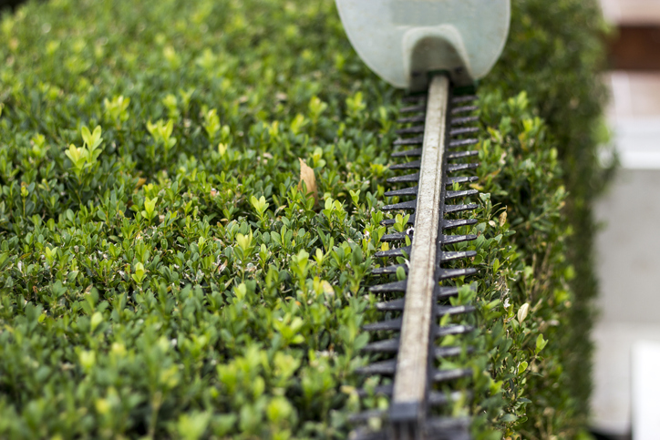 Hedge Clippers On Plants