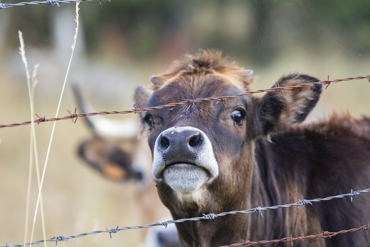 Faune - vache domestique et veau