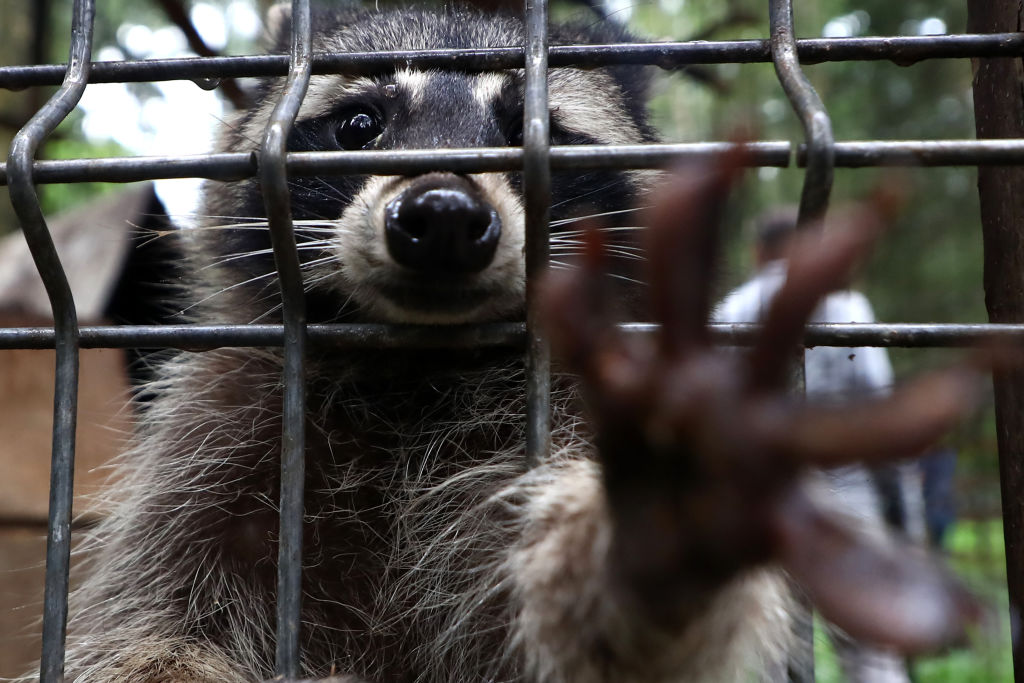 Wild animal holding facility of Moscow's Natural Resources Department