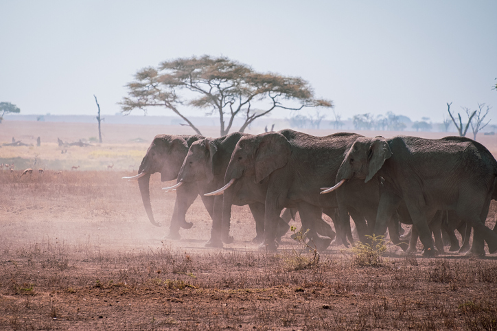 A Herd On Elephants On The Move In The Grasslands Of The Serengeti, Tanzania