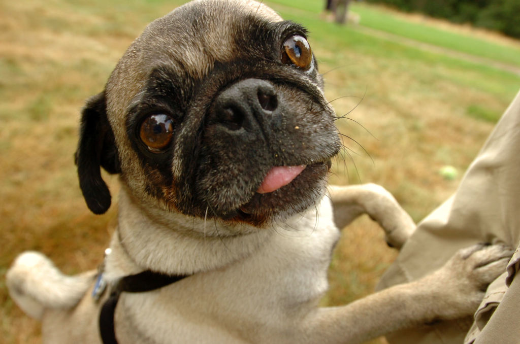 (07/25/07 Stoneham, MA ) Pug Day- Dylan. ( Staff Photo by Faith Ninivaggi Saved in sun )