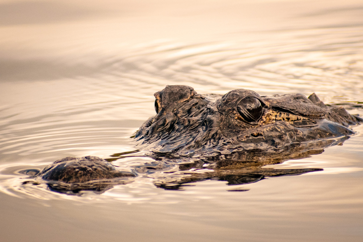  FloridaMan - Gator Head
