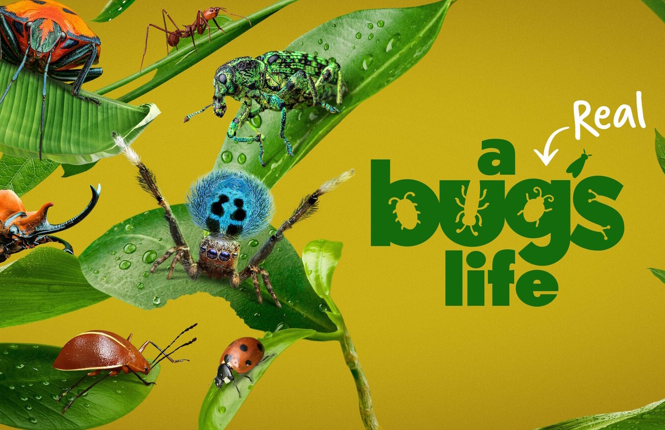 'A Real Bug's Life' asset