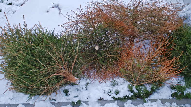 Withered Christmas Trees Dumped Outdoors after Christmas Season