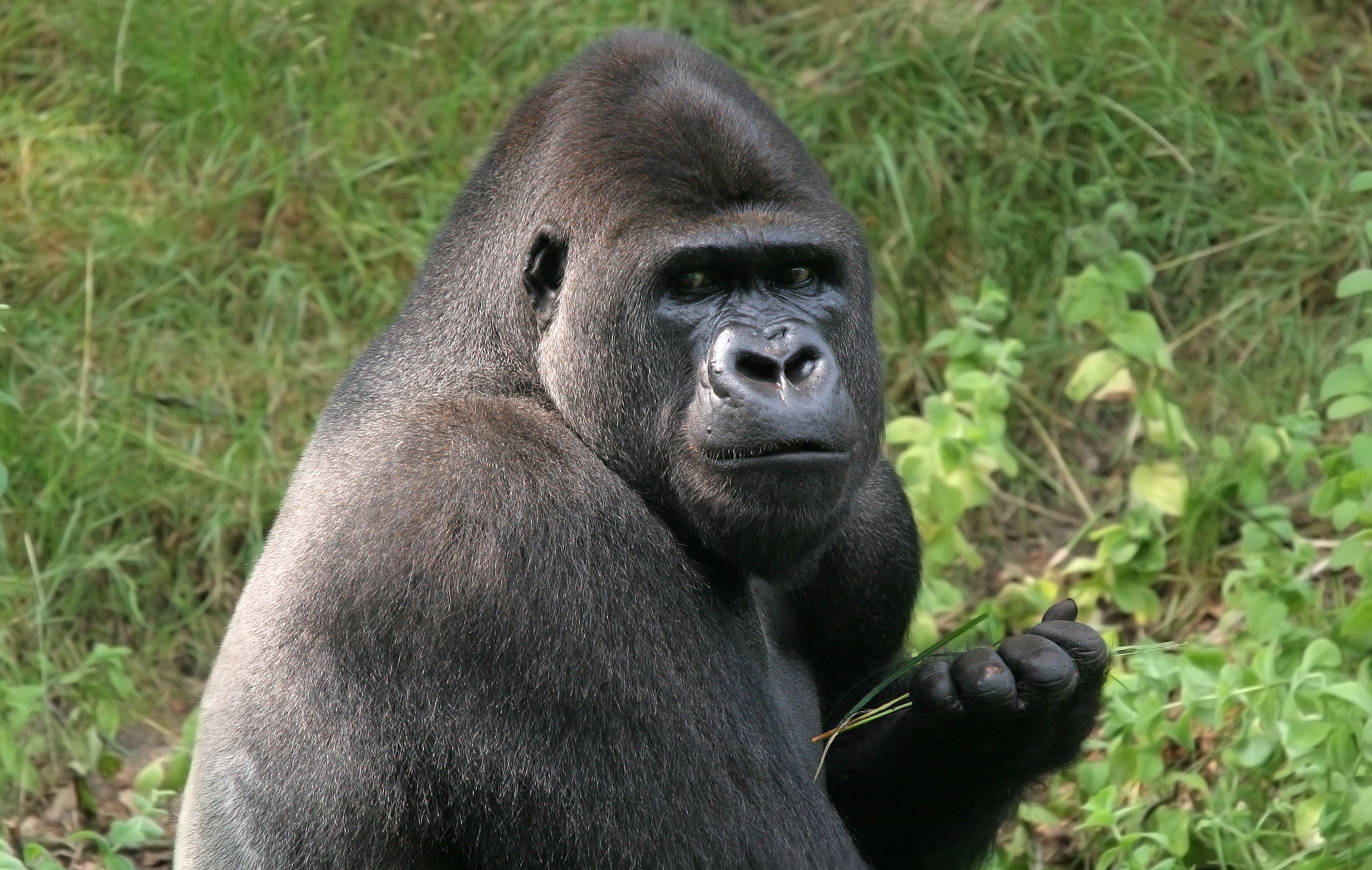 Silverback gorilla - stock photo